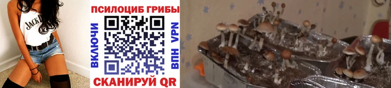 Псилоцибиновые грибы мицелий  Дмитровск 